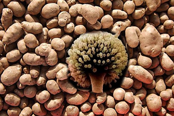 发芽的不能吃 发芽的不能吃