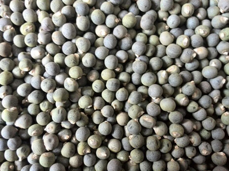 秋葵籽入中药 秋葵籽入中药