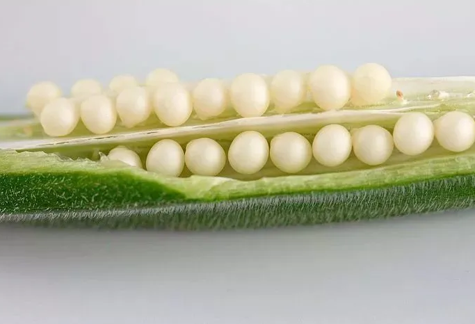 秋葵籽补钙 秋葵籽补钙