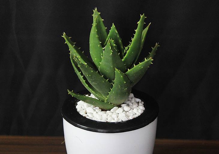 芦荟可以延缓衰老 芦荟可以延缓衰老