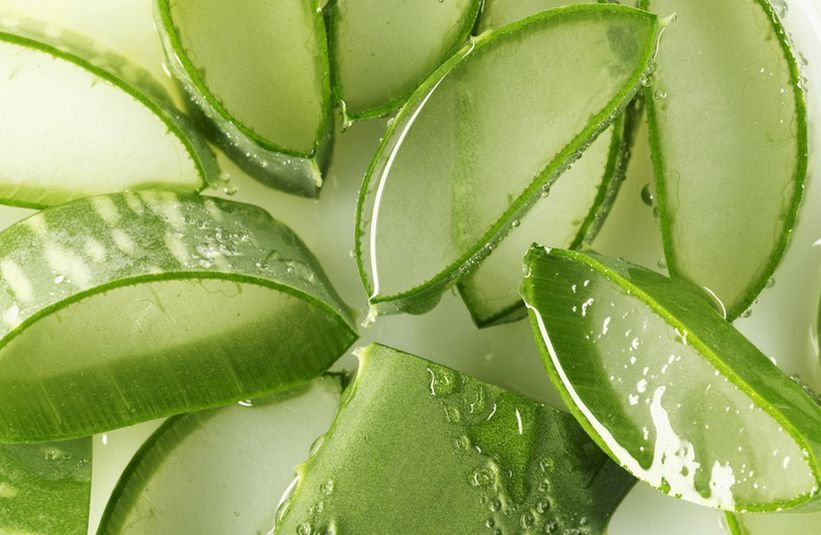 芦荟可以止痛抗炎 芦荟可以止痛抗炎