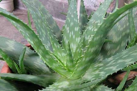 芦荟可以消炎杀菌 芦荟可以消炎杀菌