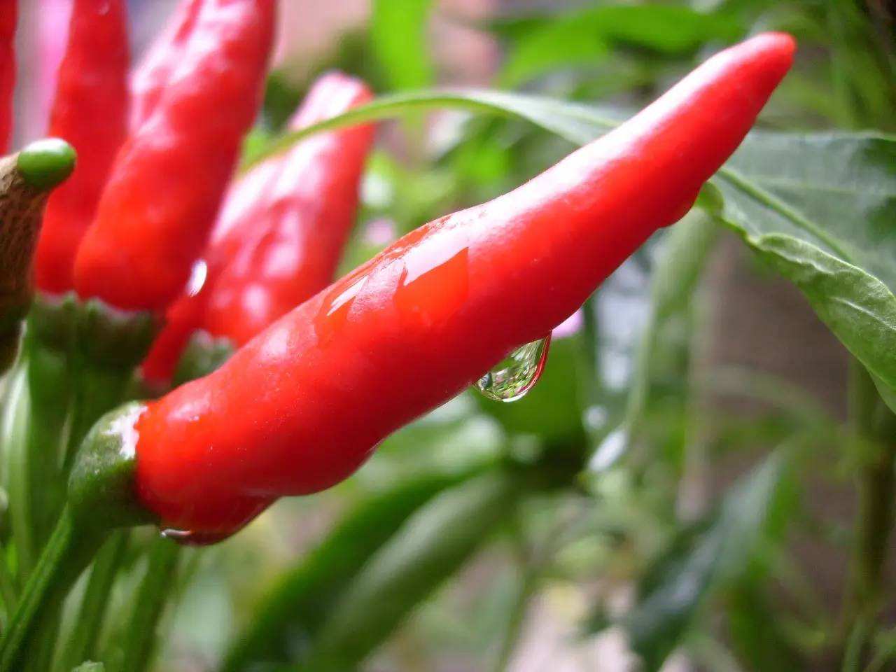 吃辣椒可以预防胆结石 吃辣椒可以预防胆结石