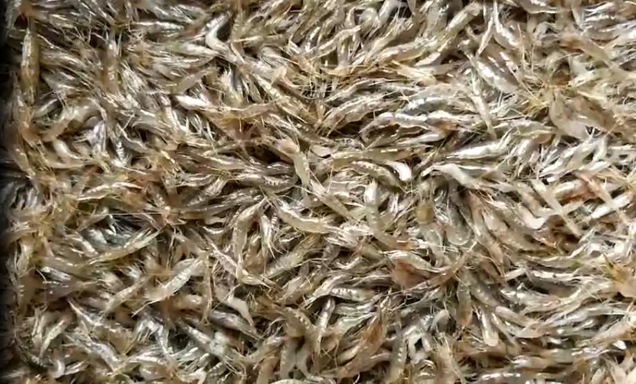 辣椒可以和小虾同食 辣椒可以和小虾同食