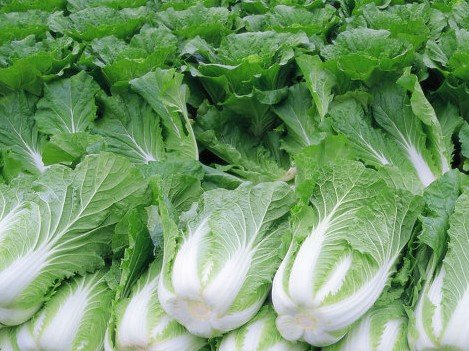 辣椒可以和白菜同食 辣椒可以和白菜同食