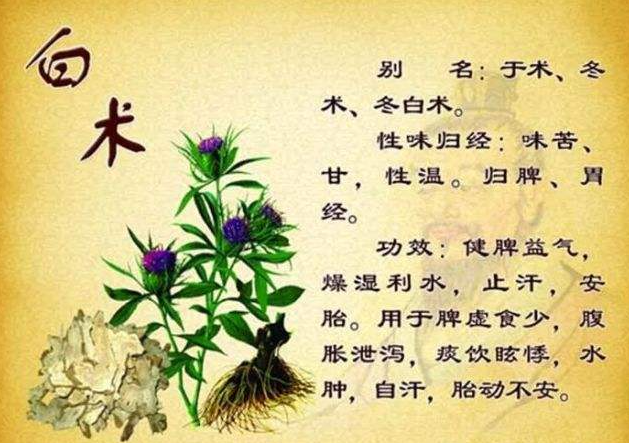 白术的功效 白术的功效