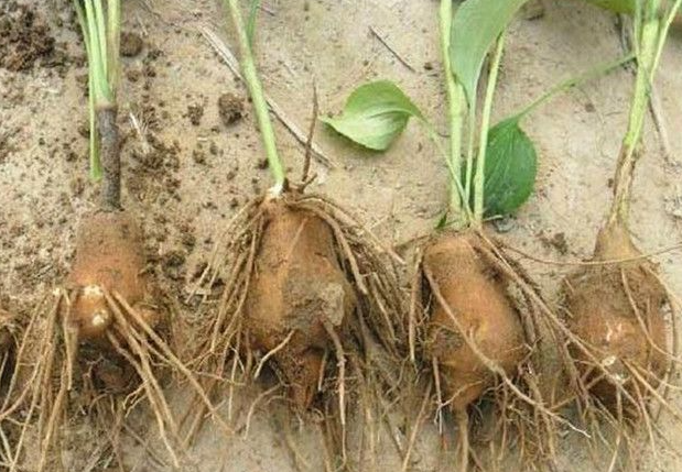  服用白术的副作用有哪些？哪些人群不适合服用白术？