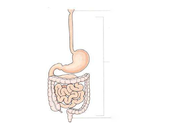调节胃肠 调节胃肠