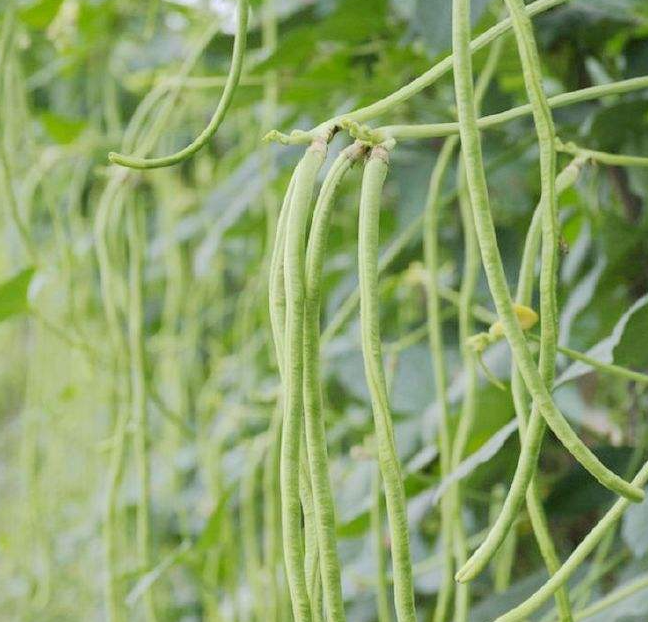 豇豆好吸收 豇豆好吸收