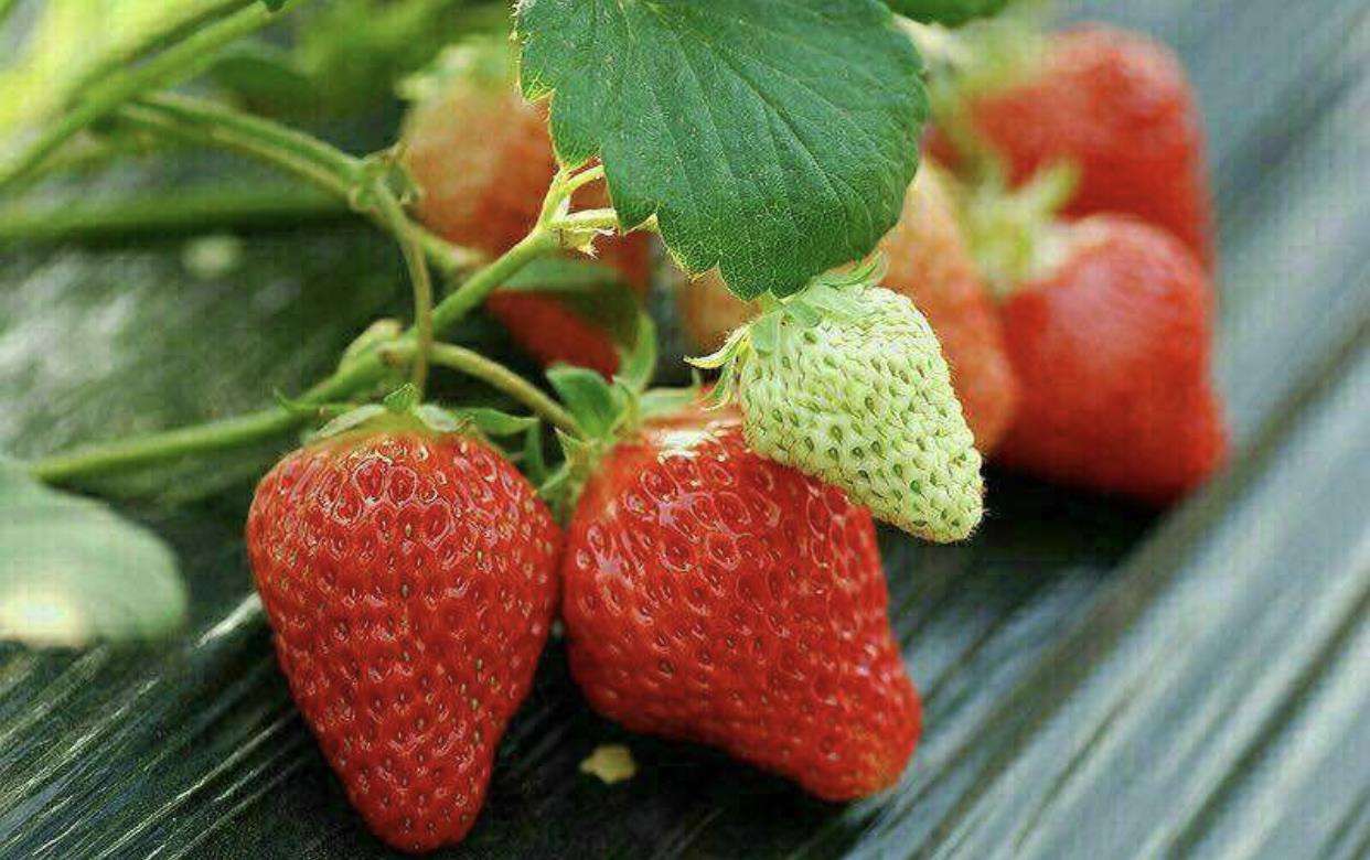 了解草莓的禁忌，安心吃草莓