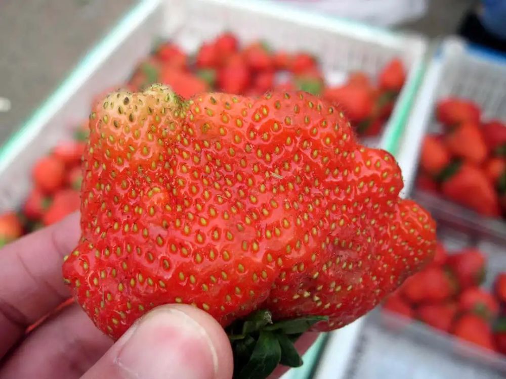 畸形草莓的禁忌 畸形草莓的禁忌