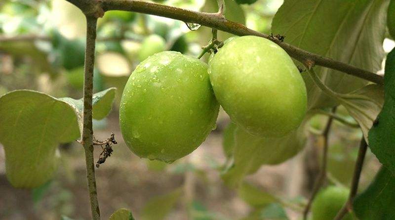 青枣可以抗过敏 青枣可以抗过敏