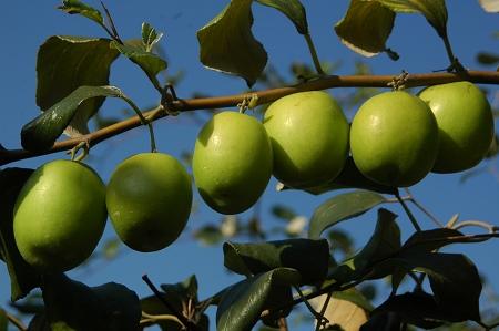  青枣的功效和作用有哪些？常吃青枣对身体有7大好处