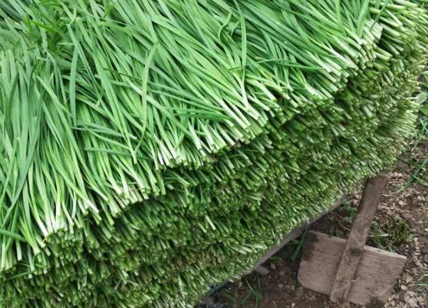 韭菜补肾温阳 韭菜补肾温阳