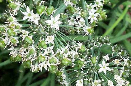  韭菜籽能吃吗，以及韭菜籽可以壮阳吗？