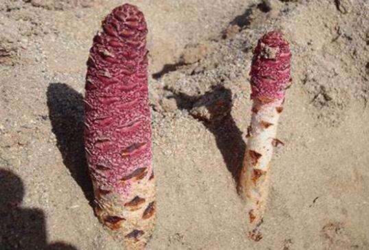 肉苁蓉可以补益精血 肉苁蓉可以补益精血