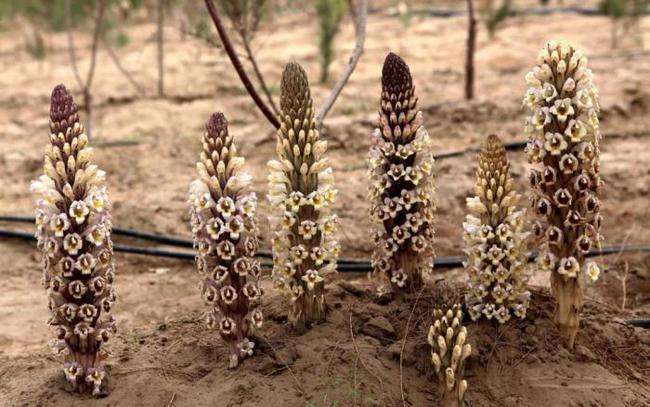 肉苁蓉泡酒可以补血 肉苁蓉泡酒可以补血