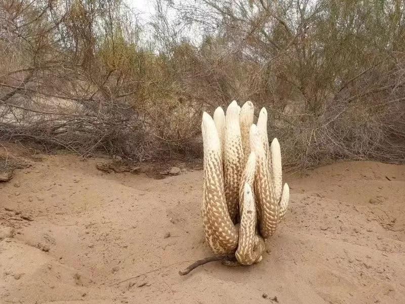 肉苁蓉伤阴 肉苁蓉伤阴