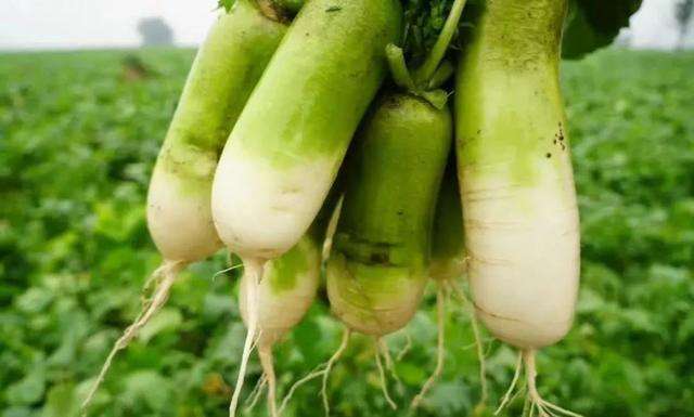 不能和柿子一起吃 不能和柿子一起吃