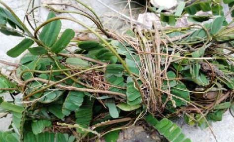 鸡骨草清热护肝 鸡骨草清热护肝