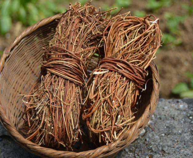 鸡骨草的功效与作用 鸡骨草的功效与作用