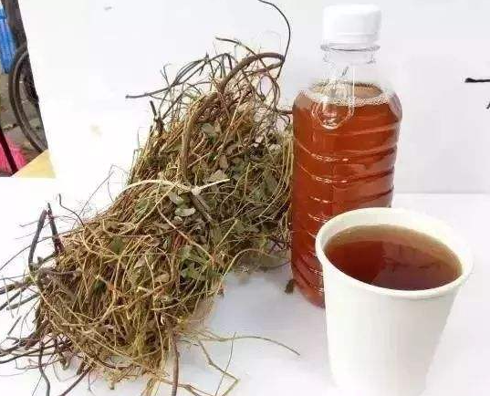 鸡骨草饮 鸡骨草饮