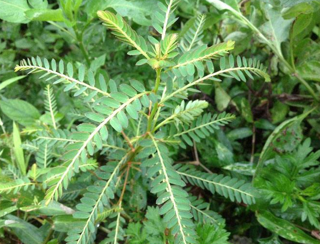 鸡骨草的禁忌 鸡骨草的禁忌