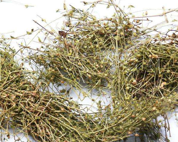 珍珠草可治红白痢疾 珍珠草可治红白痢疾