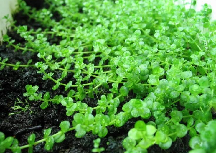 珍珠草可抗菌 珍珠草可抗菌