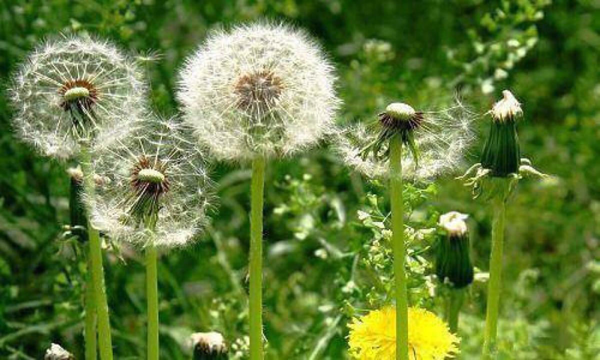 蒲公英抗菌消炎 蒲公英抗菌消炎