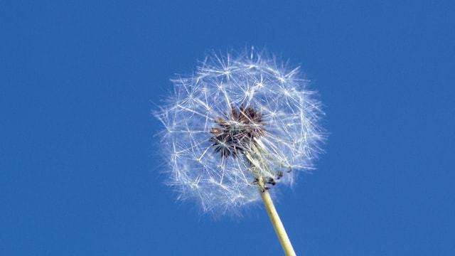  蒲公英茶的功效和作用？很多人都不知道，不妨了解一下