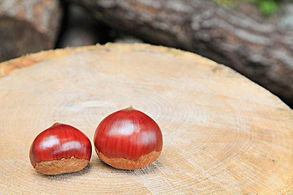  最快补气血的食用方法是什么？