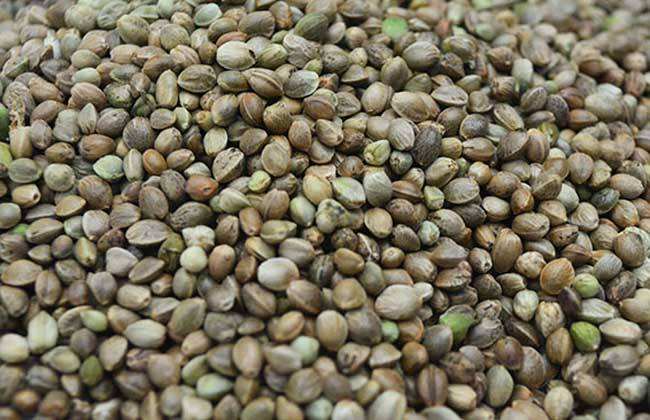 火麻仁可以补气血 火麻仁可以补气血