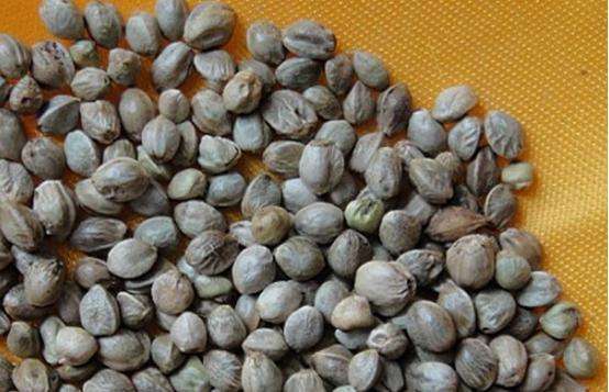  火麻仁泡水喝的作用有哪些？这几大功效值得了解