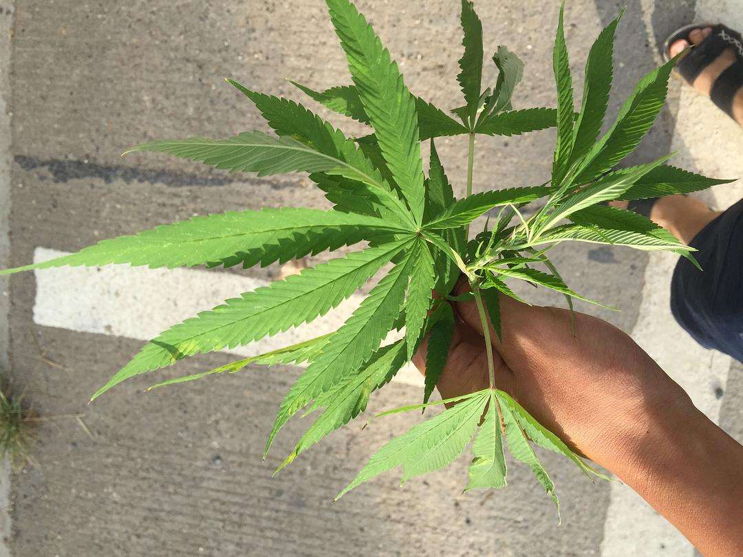 火麻仁过量会上瘾 火麻仁过量会上瘾