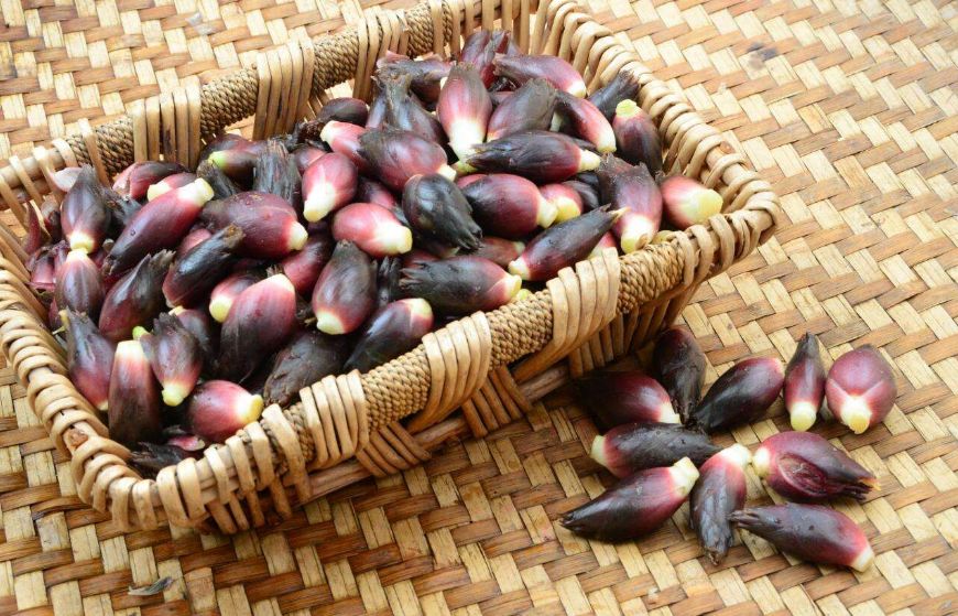 阳荷可以消肿解毒 阳荷可以消肿解毒