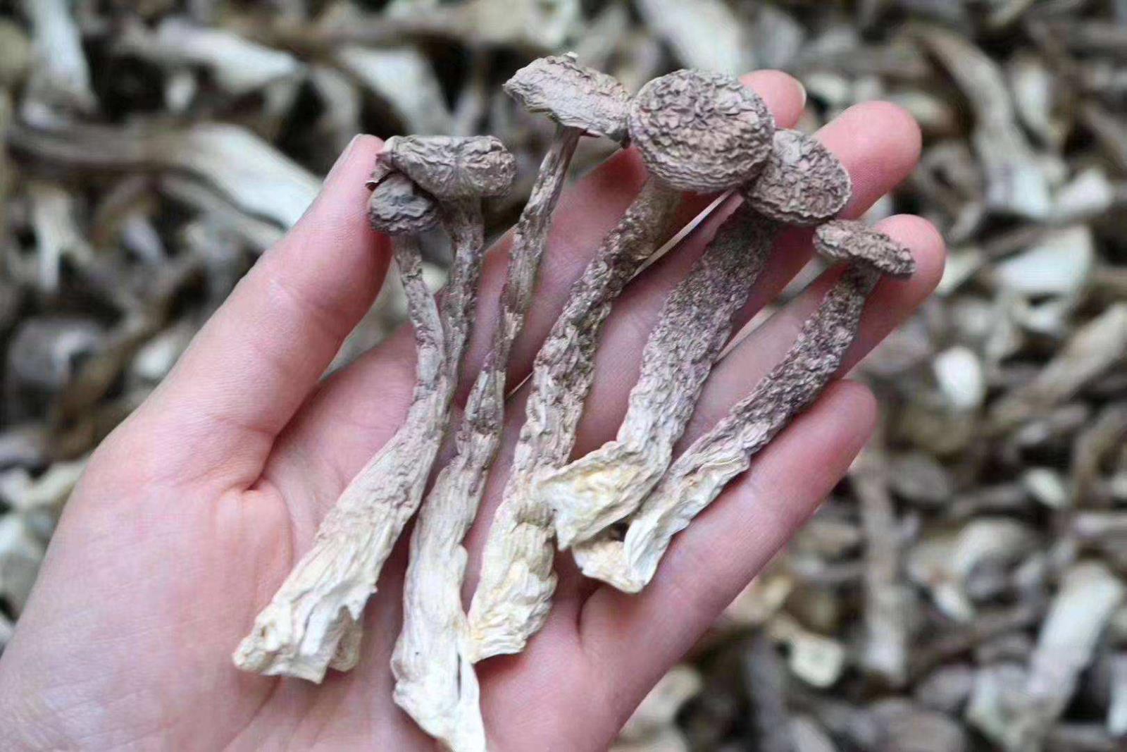 鹿茸菇降血压 鹿茸菇降血压