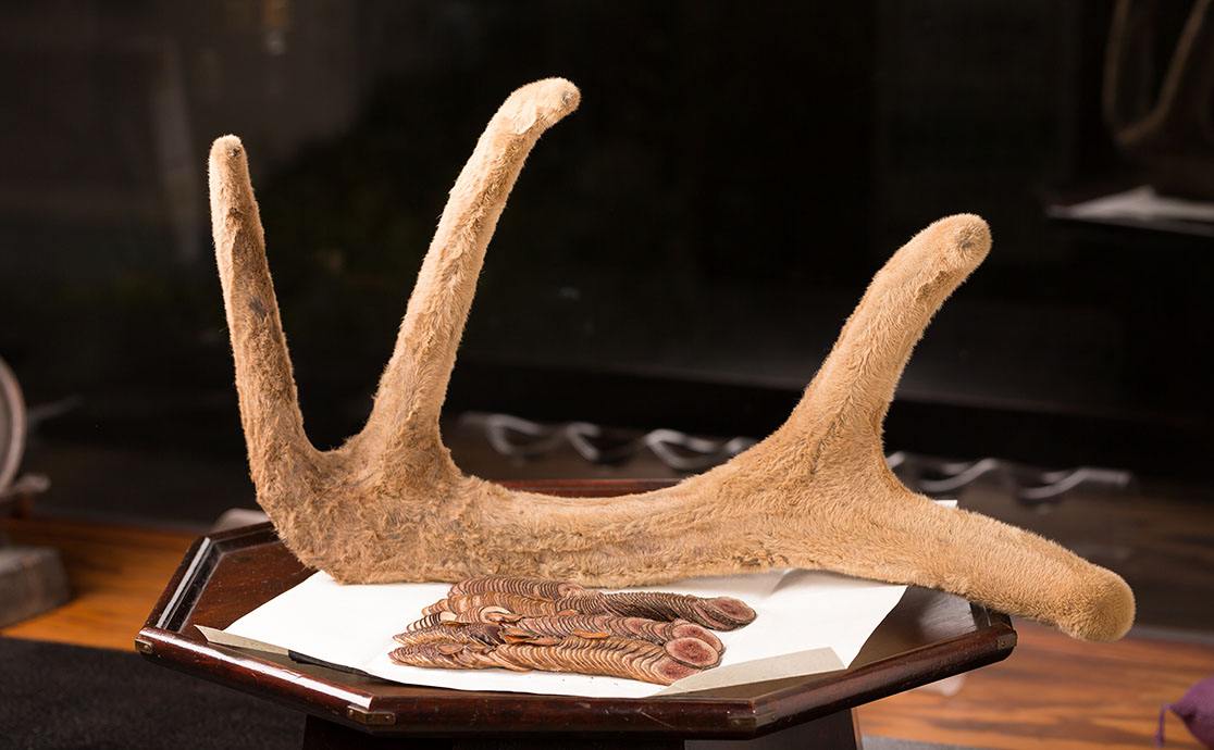 鹿茸促进组织再生 鹿茸促进组织再生