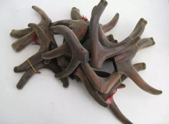 女性吃鹿茸改善睡眠