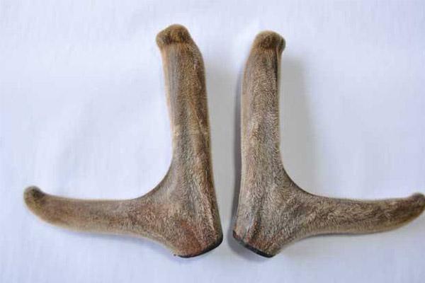 女性吃鹿茸增强免疫力