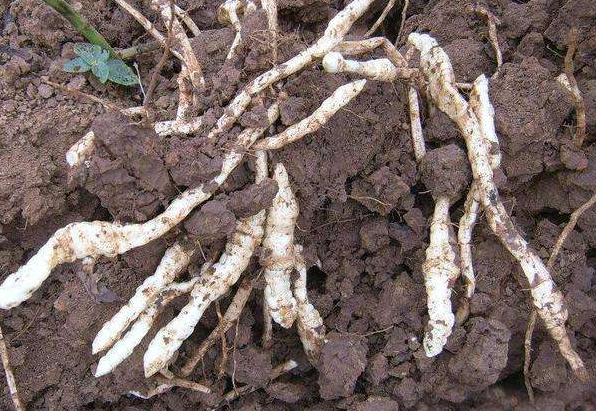  中药大白的功效与作用有哪些？用大白药会改善什么症状呢？