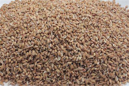  浮小麦的功效和作用有哪些呢？浮小麦是什么？