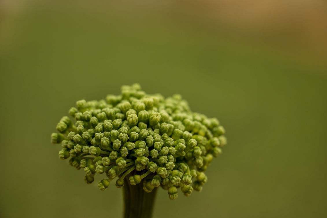 三七花可以降压降脂 三七花可以降压降脂