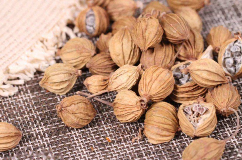 砂仁可以理气安胎 砂仁可以理气安胎