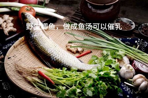 有助于催乳.jpg 有助于催乳.jpg