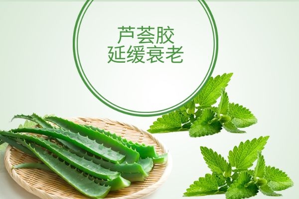 芦荟胶可以延缓衰老.jpg 芦荟胶可以延缓衰老.jpg
