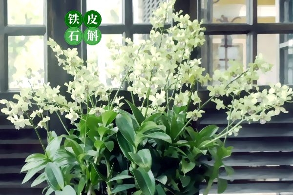 铁皮石斛可以养护卵巢.jpg 铁皮石斛可以养护卵巢.jpg