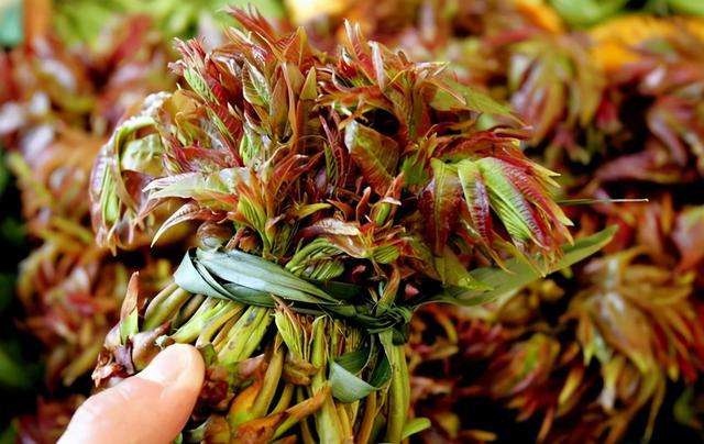  香椿的这些营养价值你知道吗？