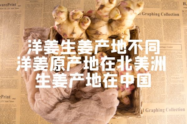 生姜洋姜产地不同