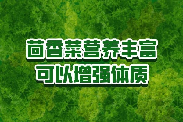  茴香菜的功效和作用，很多人都不知道，快来了解一下